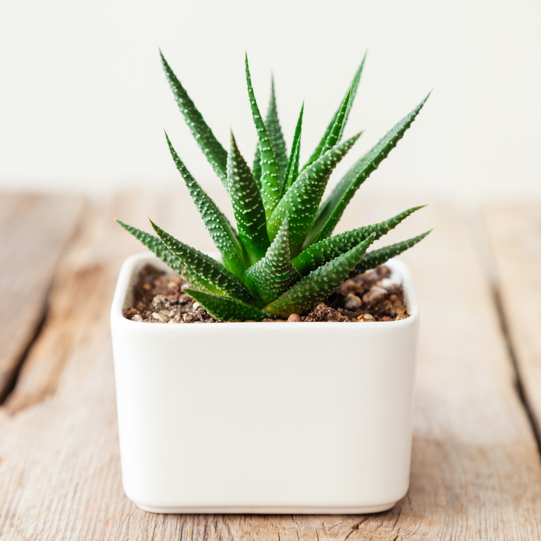 A succulent in a white squareshaped pot