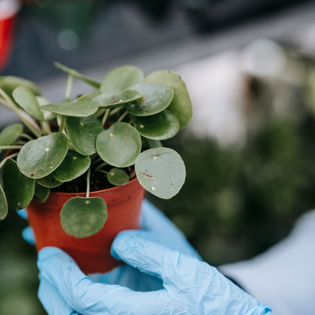 two hands holding a pilea peperomioides in a brown pot