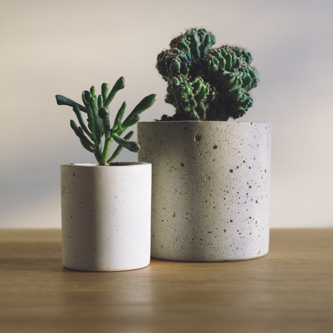 two succulents in concrete pots