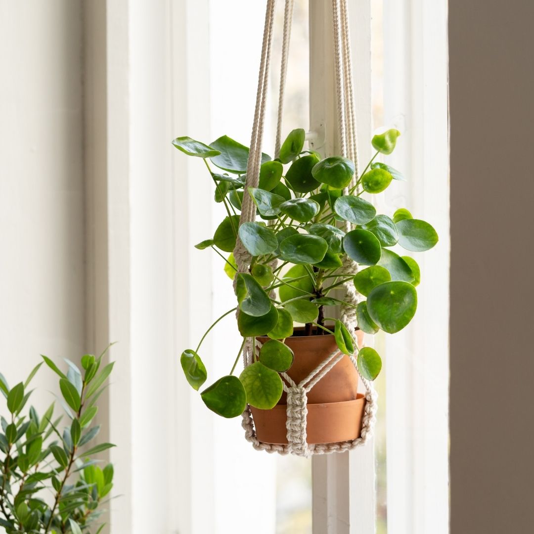 a pilea peperomioides in a hanging pot