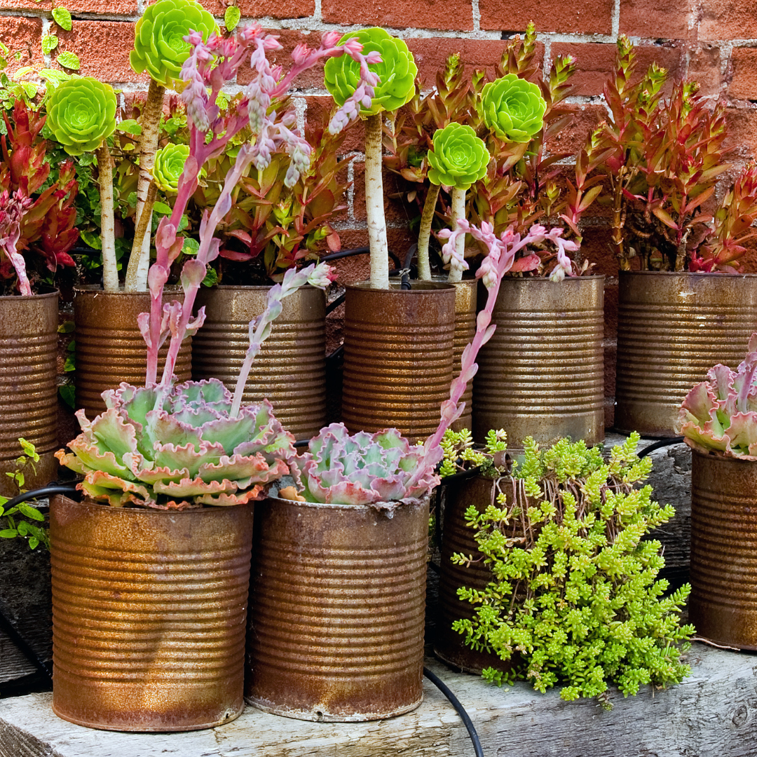 Various plants flowering in different colors of pink red and green in metal cans