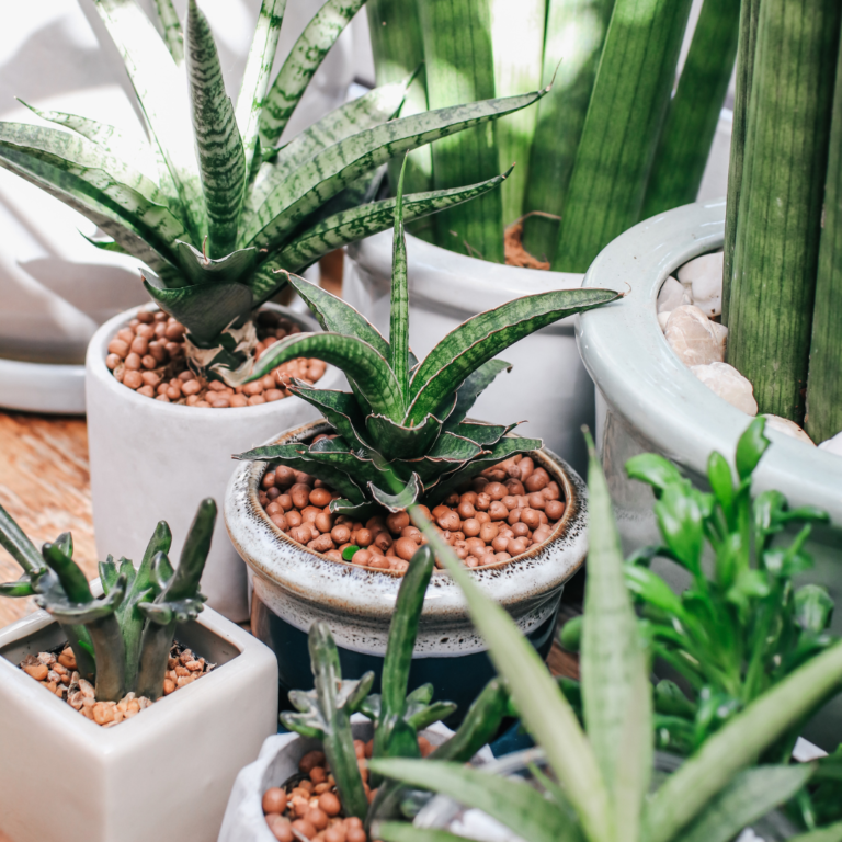 How to Choose the Best Pots for Succulents (+5 Faves) - The Girl with a ...