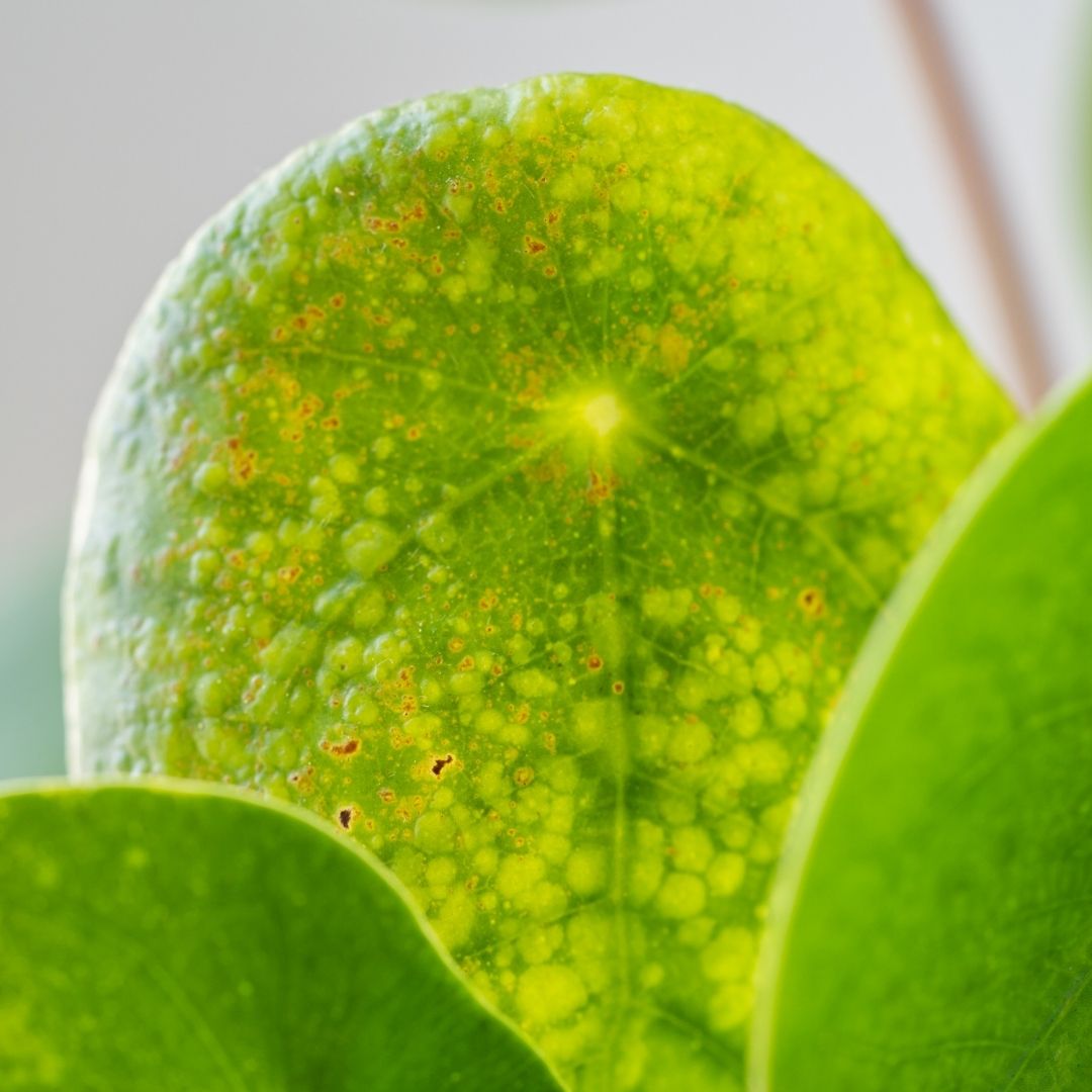  a close up picture of pilea peperomioides leaf damage from spidermites