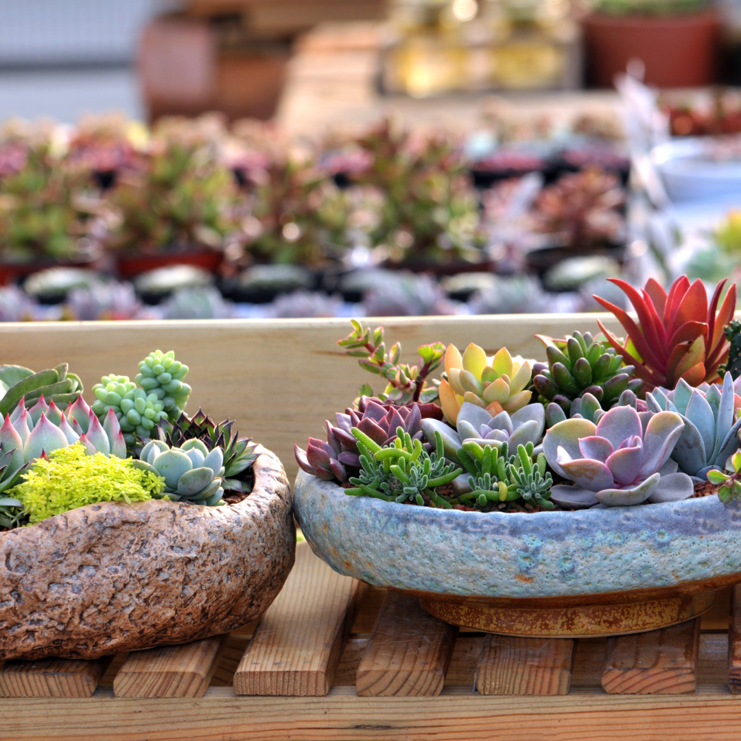 variety of succulents in a singular pot