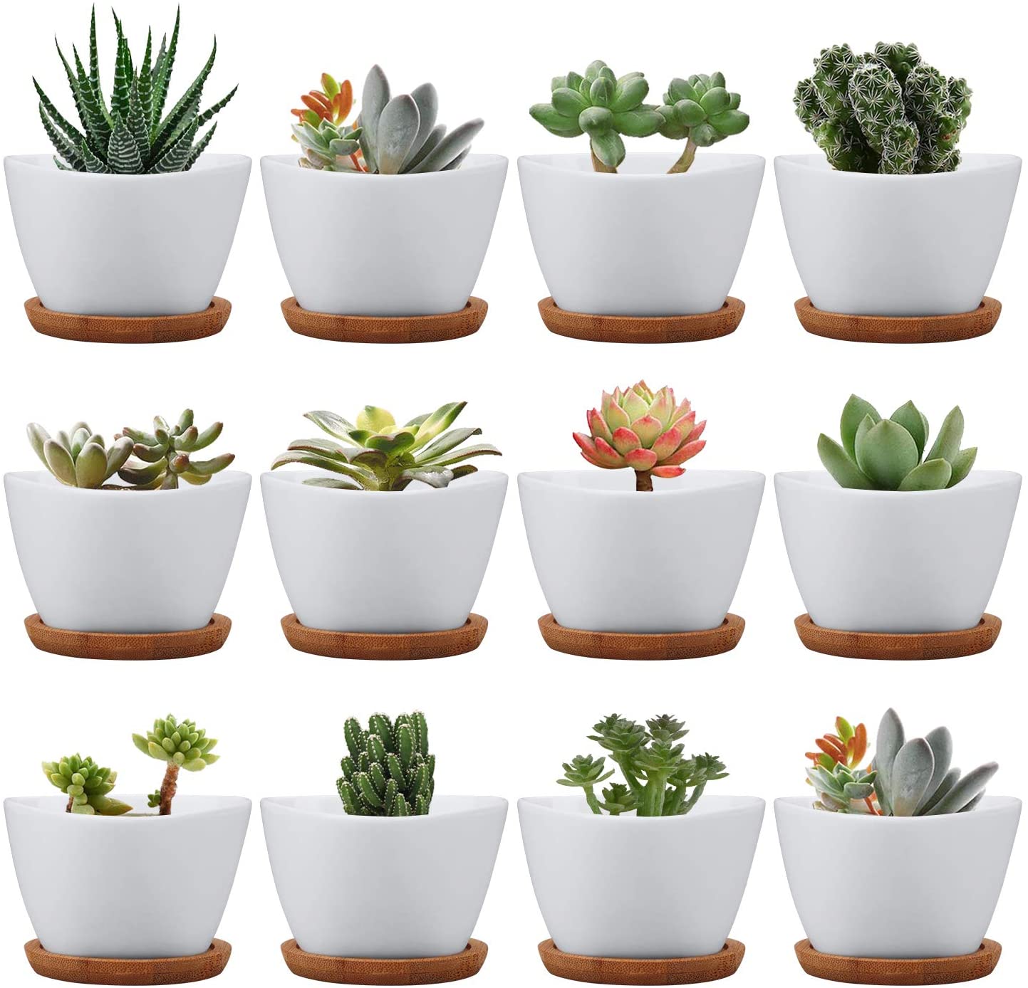 12 different example plants potted in the brajtt succulent pots
