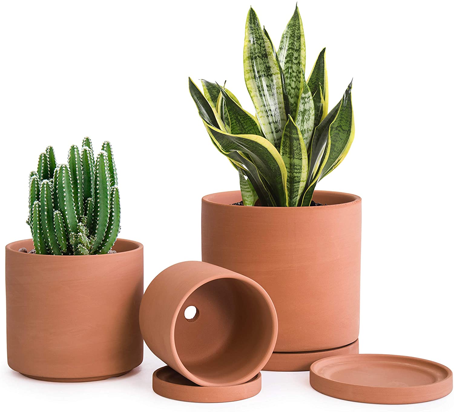 Plants in various models of the terracotta pots by d'vine dev