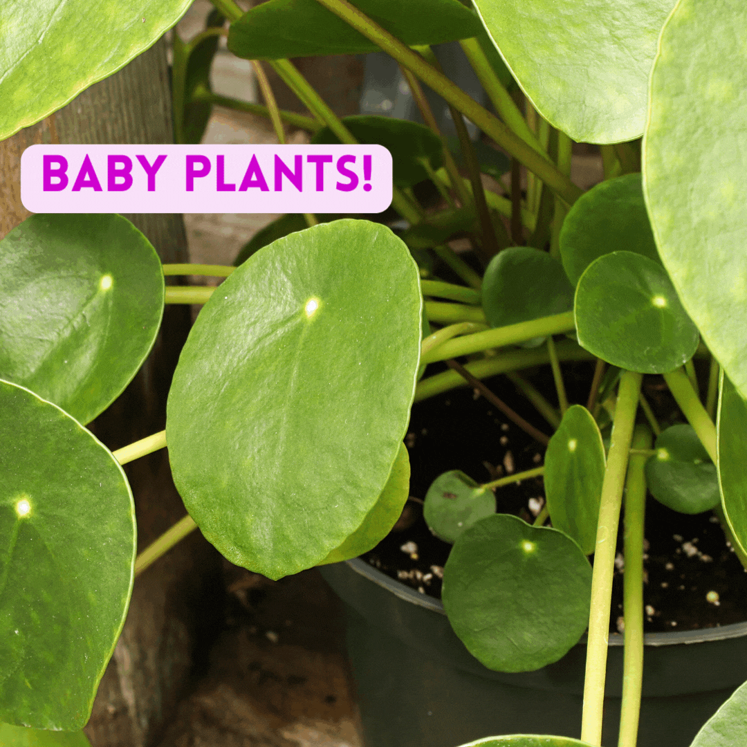 An arrow pointing to the baby pilea peperomioides leaves 