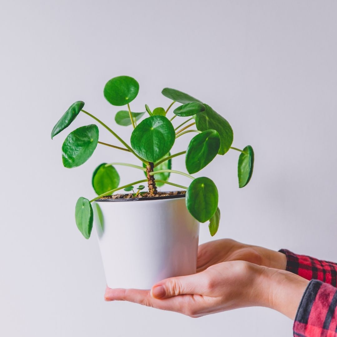 two hands holding pilea peperomioides plant in a white ceramic pot