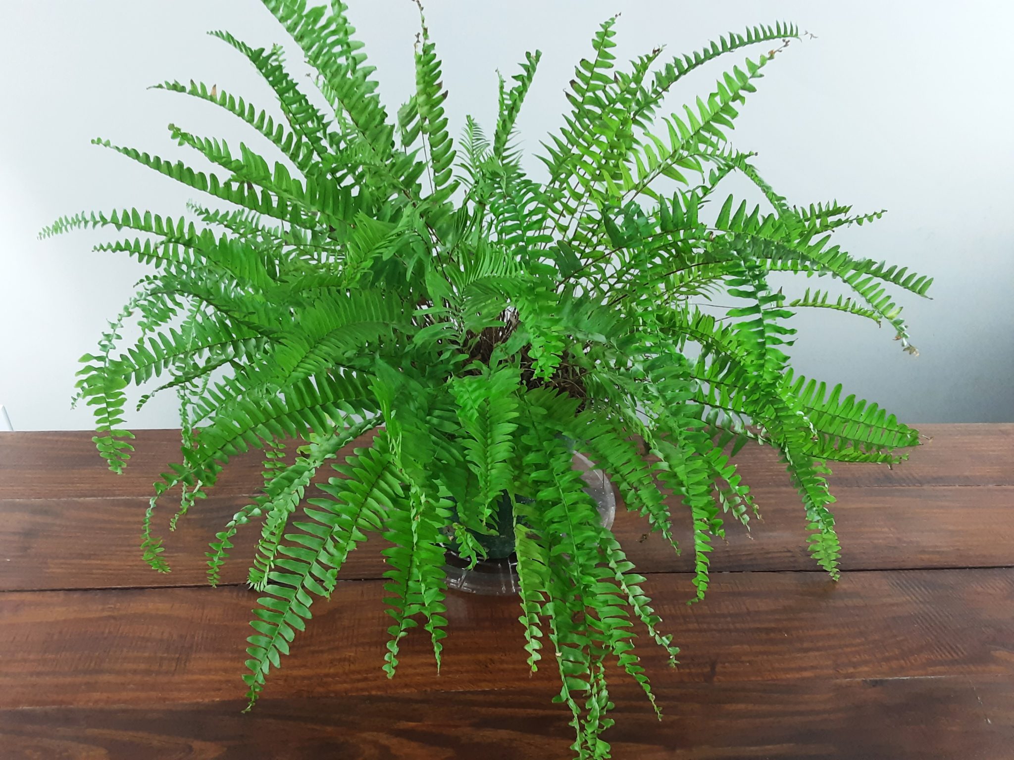 How to Repot a Boston Fern in 5 Simple Steps! The Girl with a Shovel