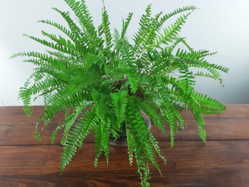 image of boston fern plant on wood table