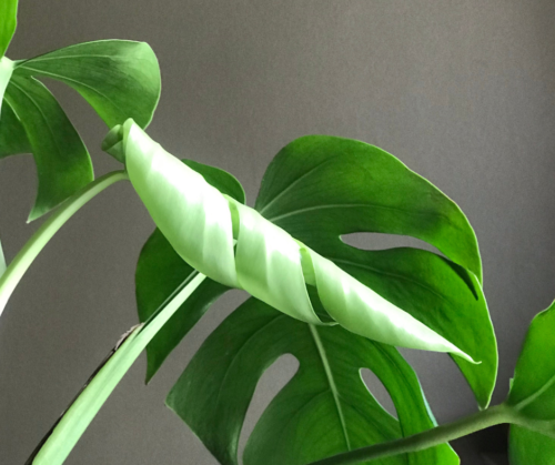 A picture of monstera leaves being sunlit and shadowed