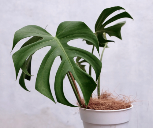 a monstera in an ff white pot