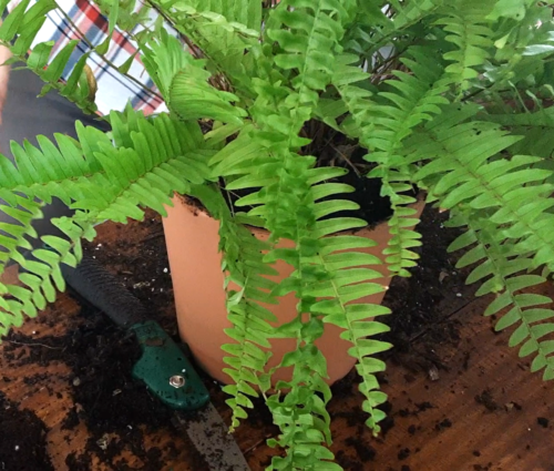 boston fern plant in new terracotta pot that is slightly larger than rootball