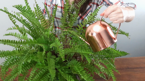 Boston Fern Plant with copper watering can - watering plant