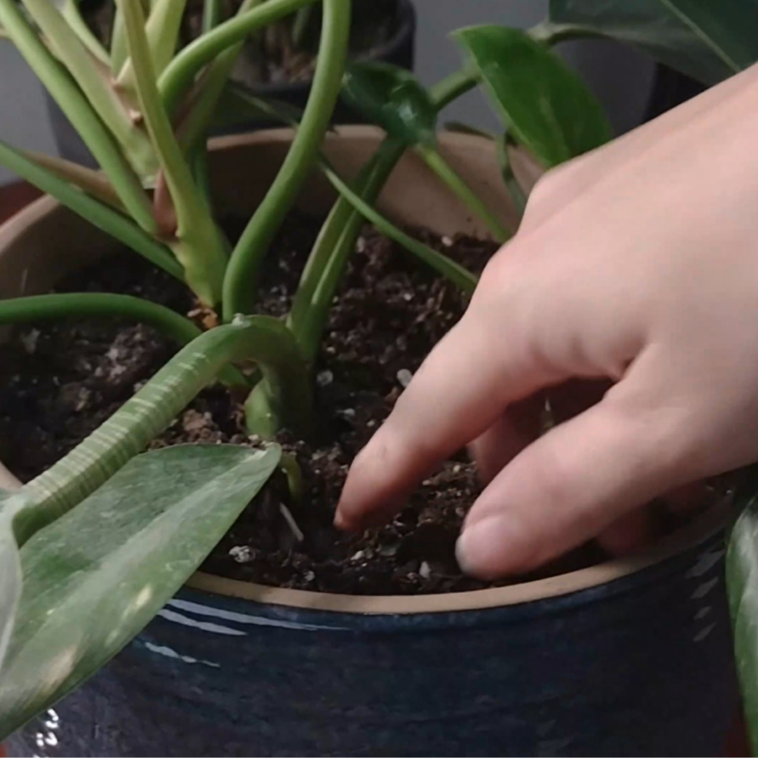 placing finger into houseplant soil.