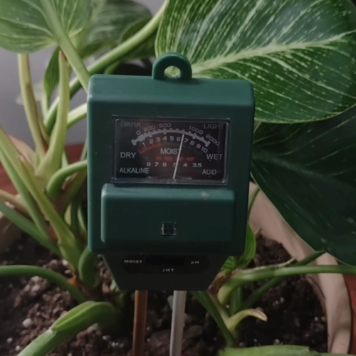 soil moisture meter reading "moist" in houseplant soil