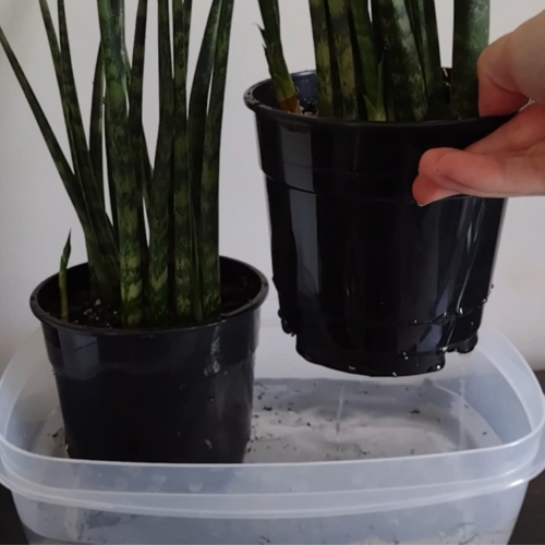 two snake plants in pots sitting in tupperware full of water. hand lifting one snake plant out to drain excess water.