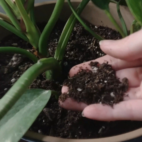 hand holding dry soil above houseplant in pot