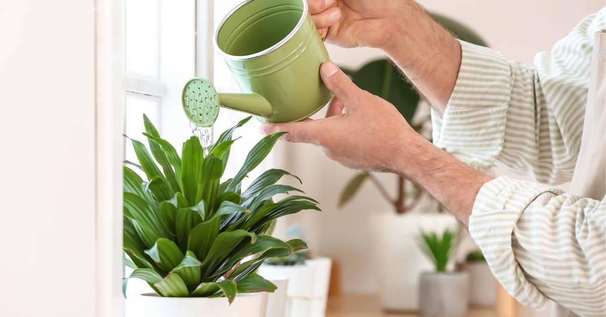 person's arms lifting a green watering can and watering a dracaena on a window ledge