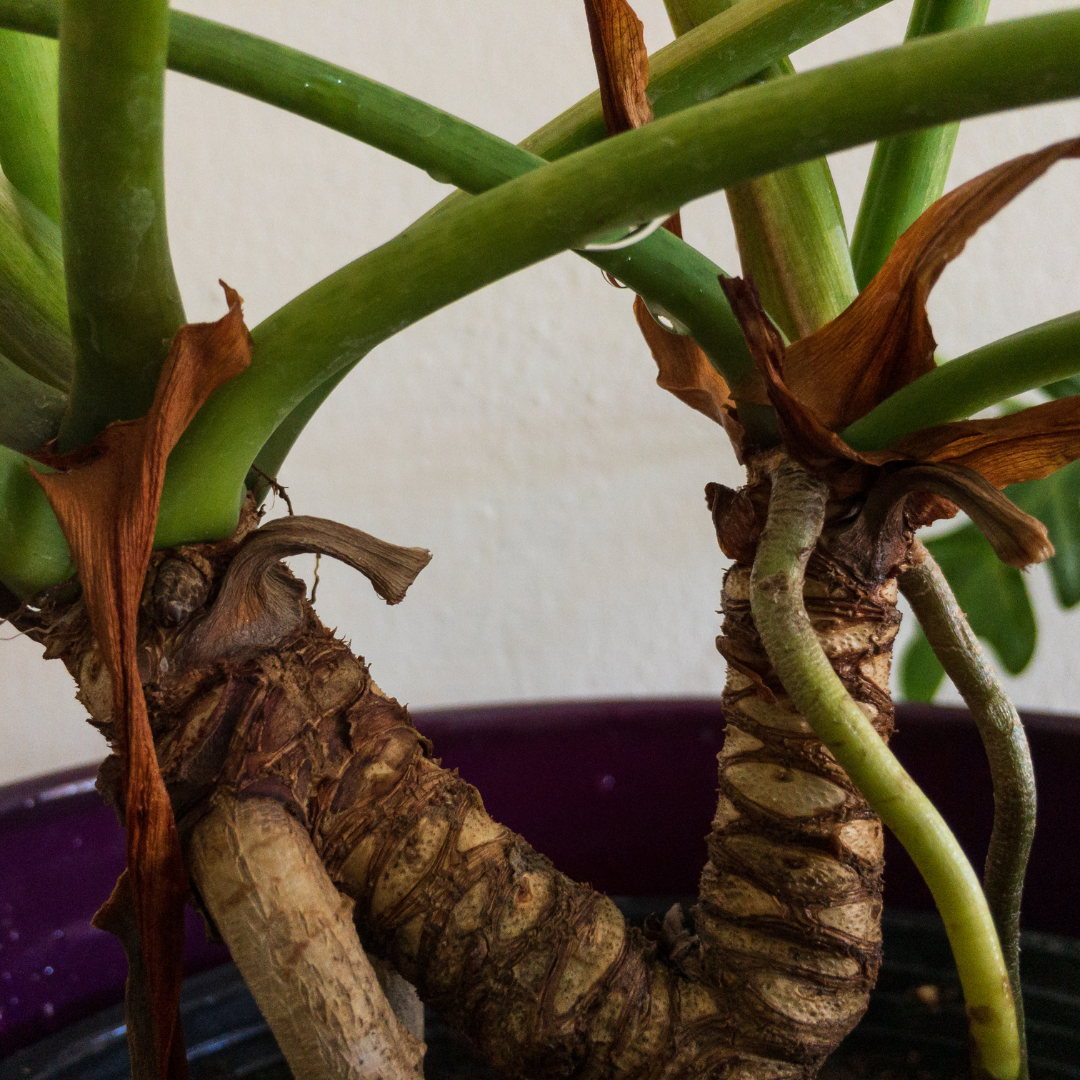 A close up of a Split leaf philodendron with specific attention to it's aerial roots