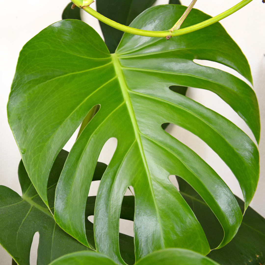 A close up picture of a monstera leaf pattern having more of a heart shape