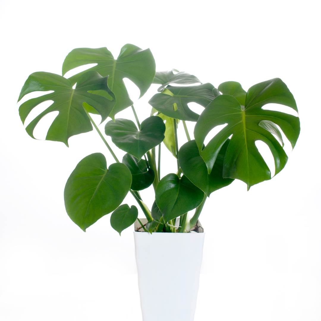 A close up picture of a monstera with it's leaves unfurled in various stages