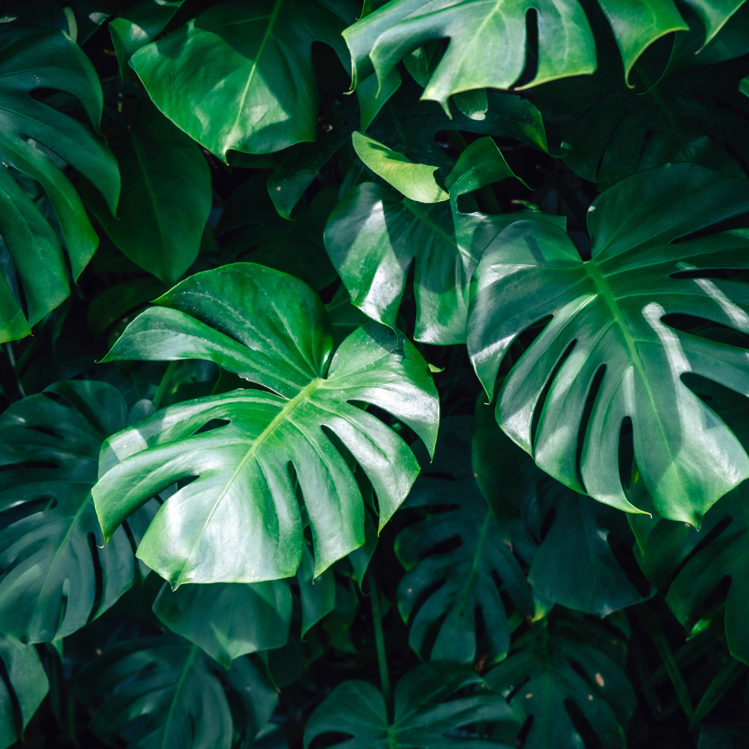 A monstera with special attention the smooth leaf texture