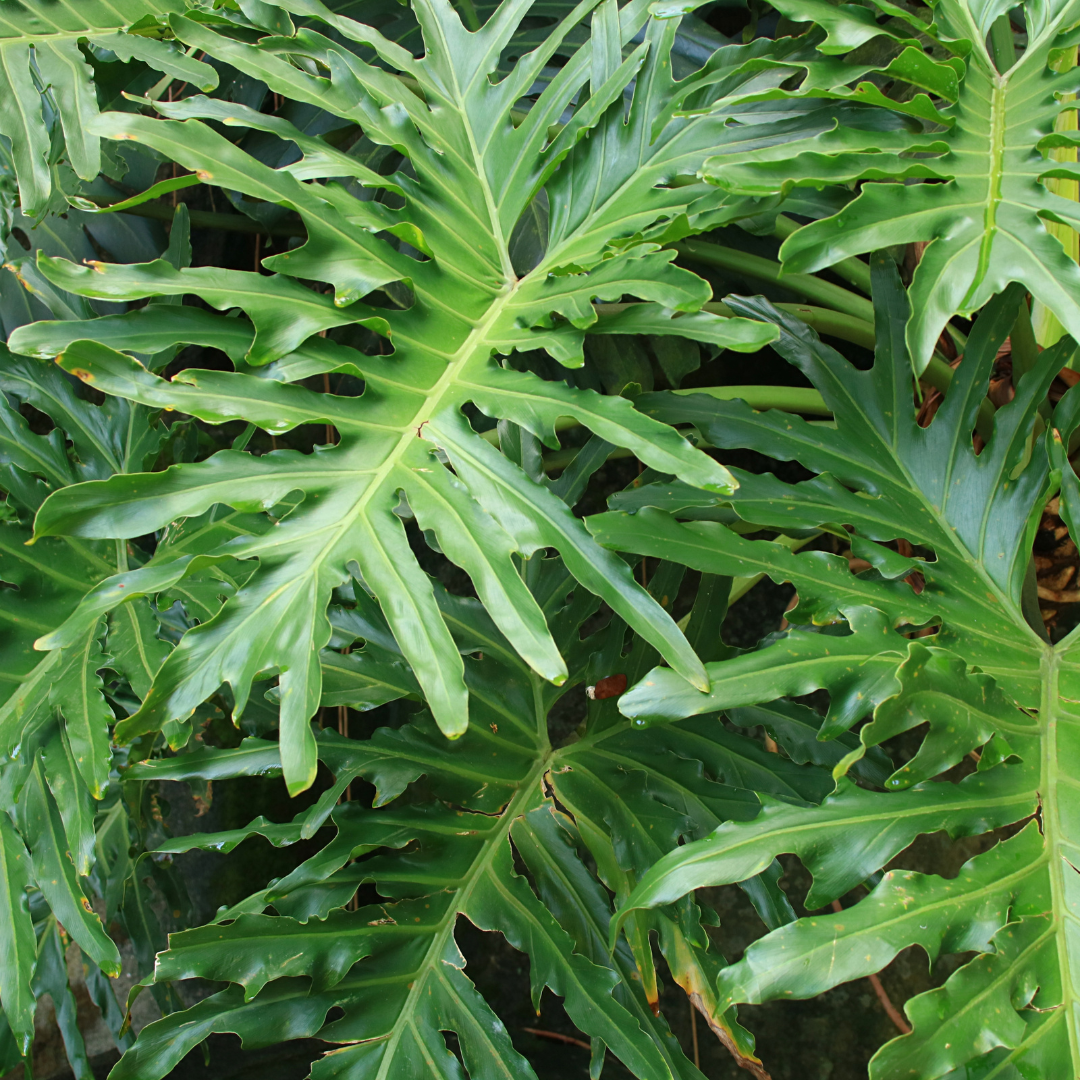 A split leaf philodendron with special attention the bumpy leaf texture