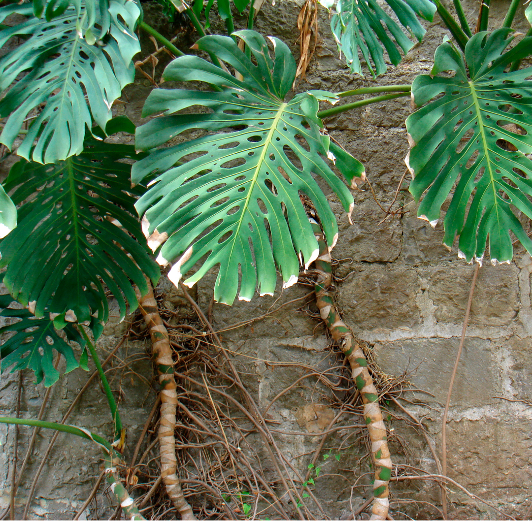 An overhead shot of a swiss cheese plant with aerial roots