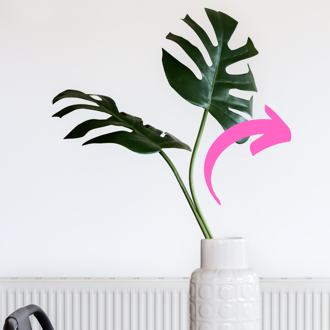 A monstera with an arrow pointing to the leaves following the light
