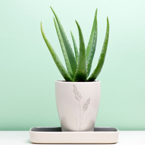 A side view of an aloe vera plant in a white ceramic pot against a pastel green wall