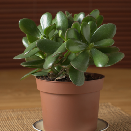 A picture of a Baby Jade growing in a brown pot sitting on a woven cloth