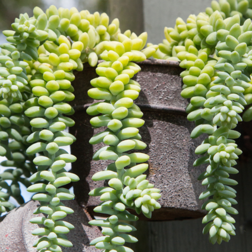 A picture of a burros tail succulent overflowing the sides of a black pot