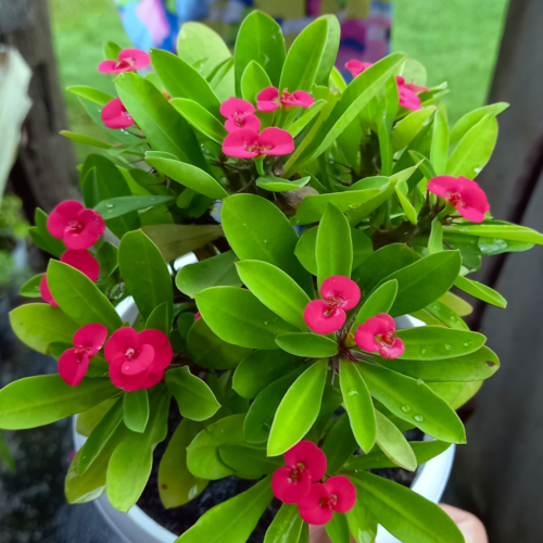 an overhead picture of bright pink flowering crown of thorns succulent in a pot