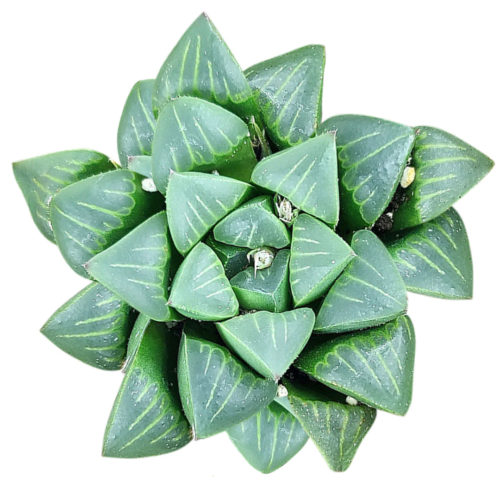 An overhead shot of a haworthia cooperi retusa varying in different shades of green in the leaves