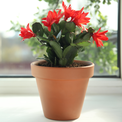 A red flowering christmas cactus planted in a brown pot