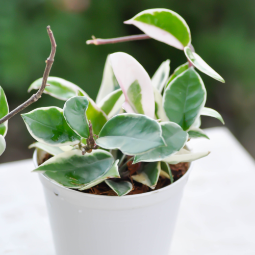 A sunlit hoya plant in a white pot.