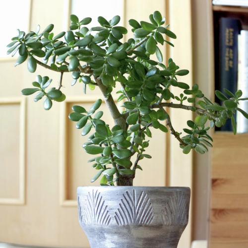A Jade plant in a ceramic gray and white pot in front of a decrative tan wall
