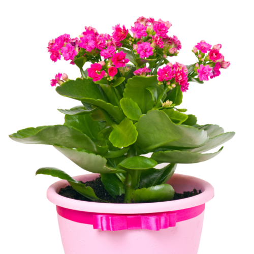 A side view of a kalanchoe flowering pink with a matching pink pot and bow