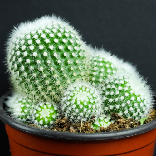 A side view of pincushion cactus of different sizes growing in a brown pot with a black rim