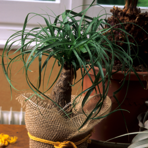 A picture of a ponytail palm inside of a woven basket tied with yellow rope