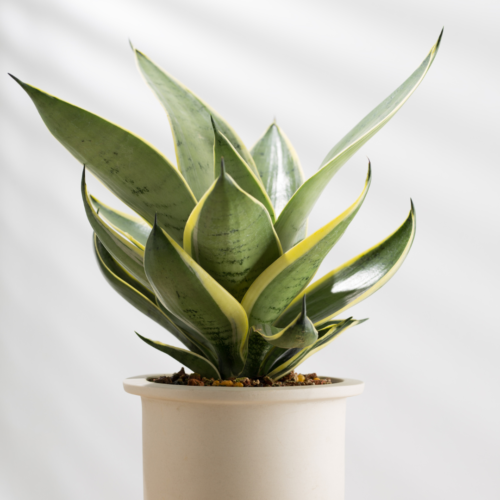 A picture of a snake plant growing in a cream pot