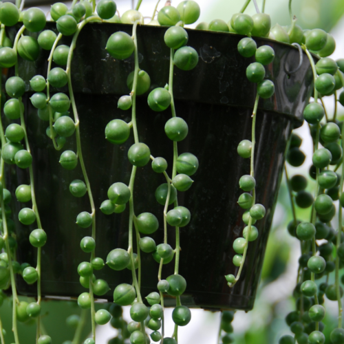 A picture of string of pearls growing over the sides of a black hanging pot