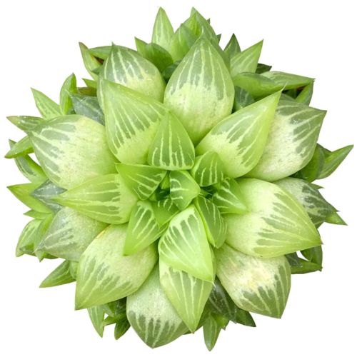 An overhead shot of a window haworthia varying in color shades of cream and green