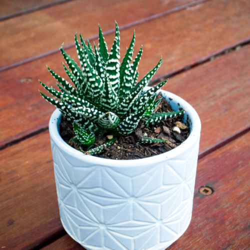A zebra plant varying with green and white in a white pleated pot