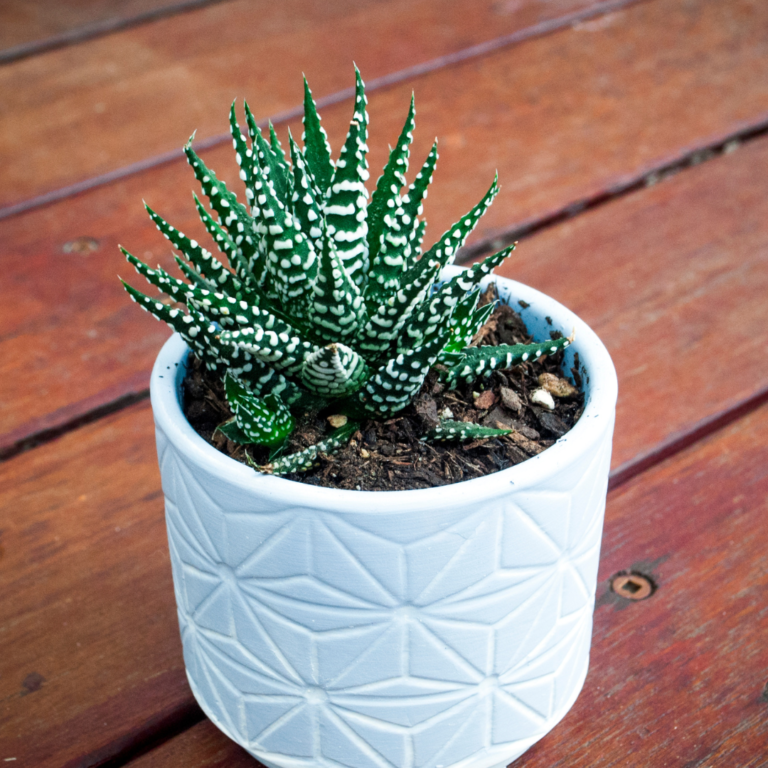 25 Best Low Light Indoor Succulents for Busy Plant Parents - The Girl ...