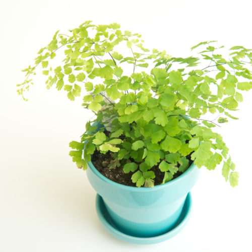 a picture of a Maidenhair Fern in a light blue pot