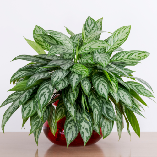 A staged photo of a Chinese Evergreen in a red pot
