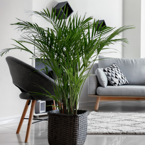 Areca Palm growing in a woven basket with modern furniture behind