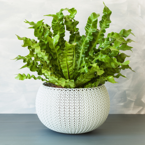 Bird's Nest fern held in a white woven basket on a gray table